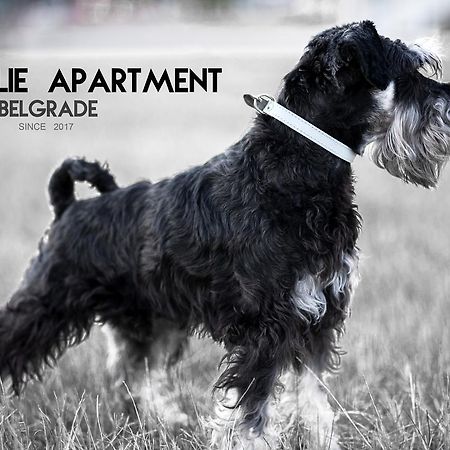 Apartment Charlie Perfect Price Belgrad Zewnętrze zdjęcie